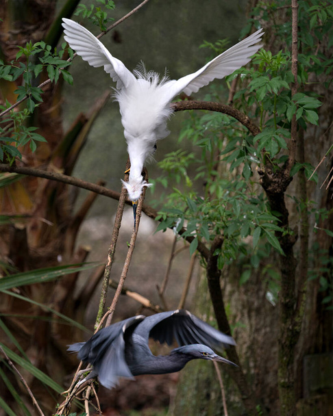 Το πουλί Snowy Egret αλληλεπιδρά με ένα πουλί Little Blue Heron για εδαφικό χώρο με τα απλωμένα φτερά τους και με ένα φόντο φυλλώματος στο περιβάλλον και το περιβάλλον τους. Εικόνα. Φωτογραφία. Πορτρέτο. Χιονισμένο egret Στοκ Φωτογραφία. - Φωτογραφία, εικόνα
