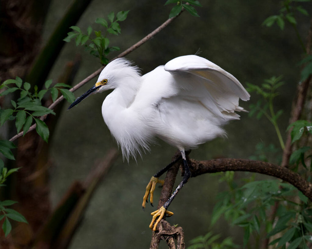 Snowy Egret close up profile view perched with spread wings, with a blur background displaying white feathers , fluffy plumage, head, beak, eye, feet in its environment and habitat. Image. Picture. Portrait. Snowy Egret Stock Photo. - Foto, afbeelding