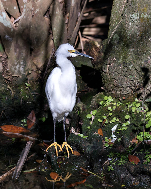 Snowy Egret close up profile view perched on a rock by the water displaying white feathers plumage, fluffy plumage,  beak, in its environment and habitat with a foreground foliage. Image. Picture. Portrait. Snowy Egret Stock Photo. - Zdjęcie, obraz