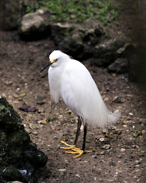 Snowy Egret close up on the ground exposing its body, head, beak, eye, black leg and yellow feet in its environment and habitat with a blur foliage background. Image. Picture. Portrait. Snowy Egret Stock Photo. - Photo, Image