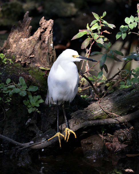 Snowy Egret πουλί γκρο πλαν προβολή προφίλ σκαρφαλωμένο σε ένα υποκατάστημα με φύλλωμα φόντο εμφανίζει λευκό φτέρωμα, το σώμα, το κεφάλι, το ράμφος, τα πόδια, τα πόδια, το μάτι στο περιβάλλον του και το περιβάλλον basking στο ηλιακό φως. Εικόνα. Φωτογραφία. Πορτρέτο. Χιονισμένο egret Στοκ Φωτογραφία. - Φωτογραφία, εικόνα