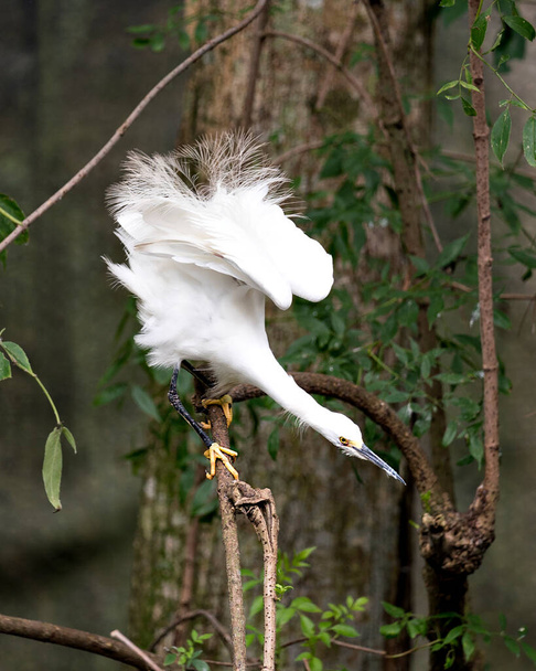 Snowy Egret da vicino appollaiato su un ramo esponendo il suo corpo, testa, becco, occhio nel suo ambiente e habitat con un fogliame di sfondo sfocato. Immagine. Foto. Ritratto. Foto d'archivio Snowy Egret. - Foto, immagini