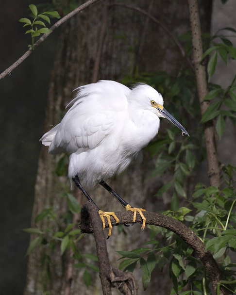 Snowy Egret close up profile view perched on branch displaying white feathers plumage, fluffy plumage, head, beak, eye, feet in its environment and habitat with a tree and foliage background. Image. Picture. Portrait. Snowy Egret Stock Photo. - 写真・画像