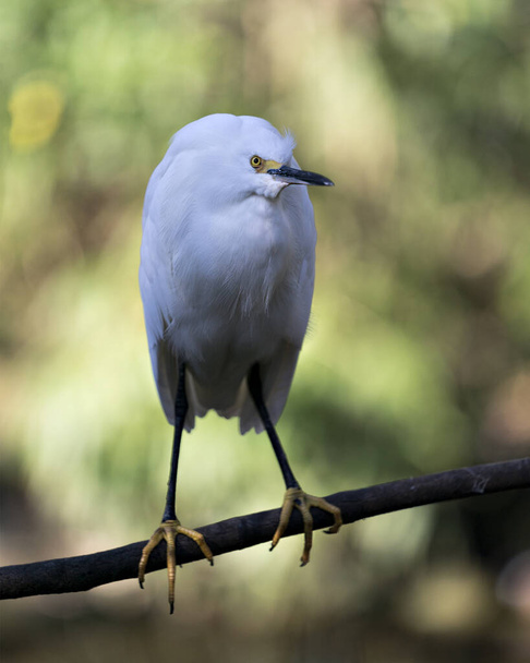 Snowy Egret close up προβολή προφίλ σκαρφαλωμένο σε κλαδί που εμφανίζει λευκά φτερά φτέρωμα, αφράτο φτέρωμα, ράμφος, στο περιβάλλον και το περιβάλλον του με φόντο θολή. Εικόνα. Φωτογραφία. Πορτρέτο. Χιονισμένο egret Στοκ Φωτογραφία. - Φωτογραφία, εικόνα