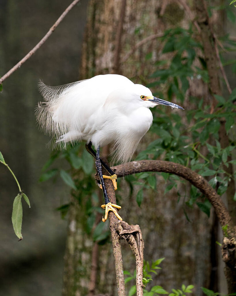 Snowy Egret close up perched on branch exposing its body, head, beak, eye in its environment and habitat with a blur foliage background. Image. Picture. Portrait. Snowy Egret Stock Photo. - Foto, afbeelding