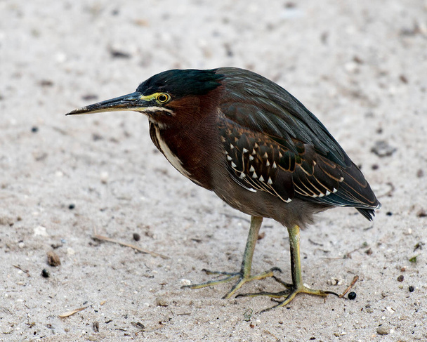 Green Heron vista de perfil close-up em pé sobre a areia em seu habitat e meio ambiente. Imagem. Imagem. Retrato. Heron verde Foto stock. - Foto, Imagem