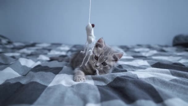 Um miúdo gato a brincar em casa. Bebés animais. Animais de estimação adoram. Britânico gato shorthair, gatinho bonito brincando com brinquedo na cama em casa. Belo gato de raça escocesa de raça pura brinca com brinquedo de gatinho na corda - Filmagem, Vídeo