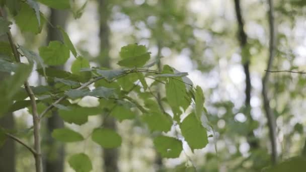 Großaufnahme eines Astes mit grünen Blättern, die sich im Wind wiegen. Handeln. Sommer natürlichen Hintergrund in einem Wald mit Sonnenlicht. - Filmmaterial, Video