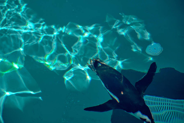 Ένα ενιαίο μαύρο και πιγκουίνος κολύμπι κάτω σε τυρκουάζ λίμνη χρώμα και δημοσκόπηση στο πάρκο ζωολογικό κήπο κατά τη διάρκεια της ηλιόλουστης ημέρας. - Φωτογραφία, εικόνα