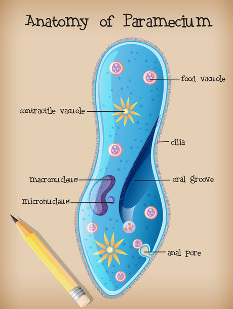 Anatomía de una ilustración de Paramecium - Vector, Imagen