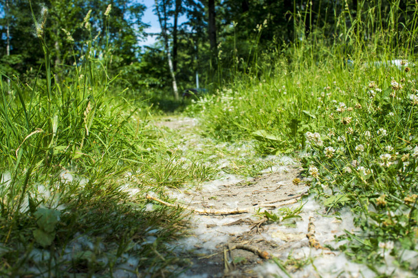 Çimlerde ve kumda Temmuz kabarıklığı - Fotoğraf, Görsel