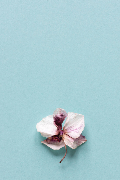 Szárított orchideavirág kék háttérrel. Minimalista háttér az üdvözlő vagy meghívó kártya másolási hely. - Fotó, kép