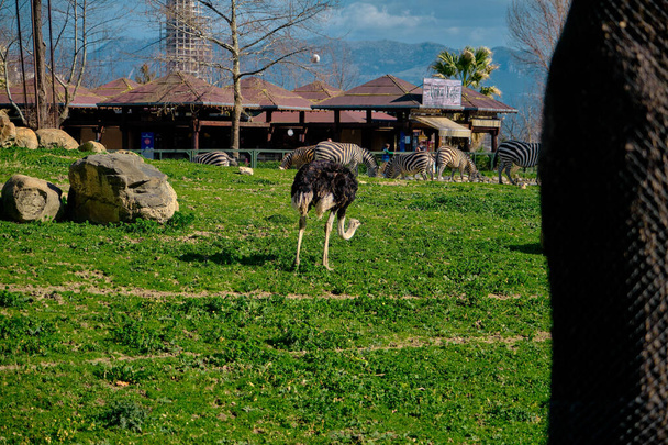 Hayvanat bahçesindeki yeşil yaprak ve dalların arkasındaki devekuşu, yeşil çimen toprağı ile beslenirken,. - Fotoğraf, Görsel