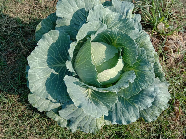 green and fresh raw cabbage on firm for sell - Photo, Image