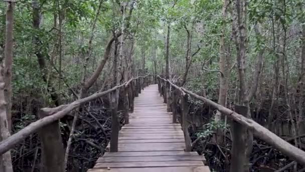 Ambiente natural en bosque de manglares y pasarela, - Metraje, vídeo