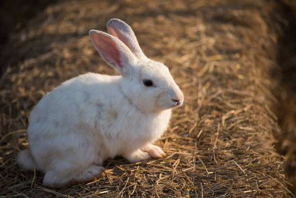 Uroczy biały królik na suchej trawie z nasłonecznionym brzegiem. Cute zwierzę domowe z koncepcją Wielkanoc wakacje. Zwierzęta w gospodarstwie. - Zdjęcie, obraz