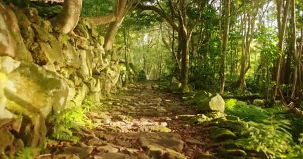 Espesura verde densa dentro del bosque caducifolio - Metraje, vídeo