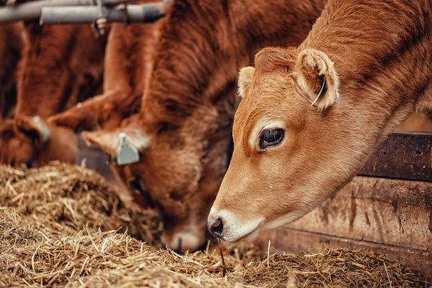 Portrét krávy červený dres stojí ve stáji jíst seno. Odvětví živočišné výroby na mléčných farmách - Fotografie, Obrázek