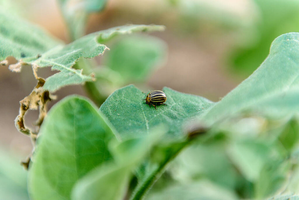 Колорадский жук на баклажане. - Фото, изображение