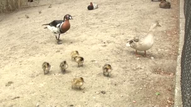 Enten auf einer Insel inmitten eines Sees im Berliner Zoo  - Filmmaterial, Video