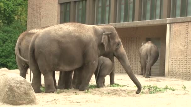 Μεγάλοι Αφρικανοί ελέφαντες περπατούν στο πτηνοτροφείο του στο ζωολογικό κήπο του Βερολίνου. - Πλάνα, βίντεο