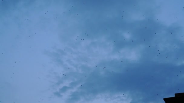 Flock of birds swirls in the blue sky - Slow Motion - Footage, Video