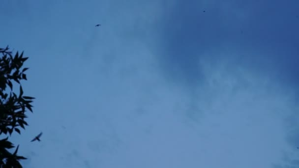 Σμήνος πουλιών στροβιλίζεται στον γαλάζιο ουρανό - Αργή κίνηση - Πλάνα, βίντεο