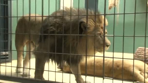 Hombre león en una jaula en el zoológico de Berlín. macho león descansando en zoológico. - Imágenes, Vídeo