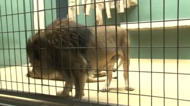 Löwenmännchen in einem Käfig im Berliner Zoo. Männlicher Löwe ruht im Zoo. - Filmmaterial, Video