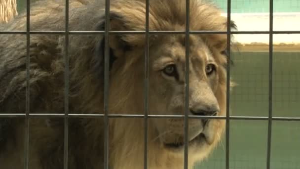 Αρσενικό λιοντάρι σε κλουβί στο ζωολογικό κήπο του Βερολίνου. Αρσενικό λιοντάρι ξεκουράζεται στο ζωολογικό κήπο. - Πλάνα, βίντεο