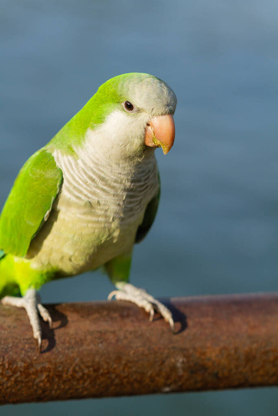 Keşiş papağanı (Myiopsitta monachus), yeşil ve gri papağan. - Fotoğraf, Görsel