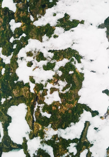 Olvadó hó borította fa kérge, természetes háttér  - Fotó, kép