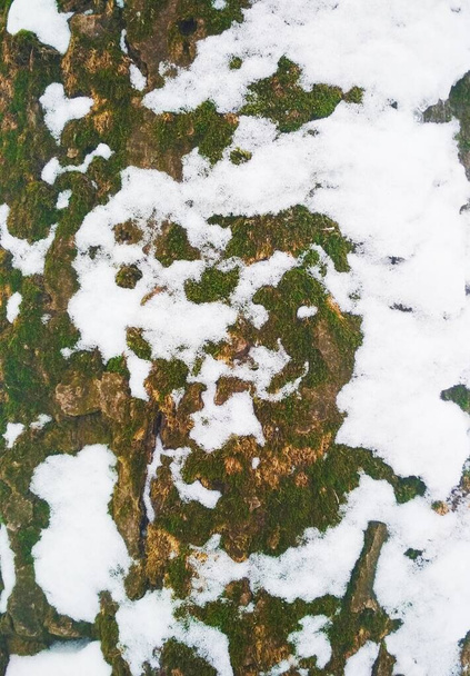 Corteccia di un albero coperto di neve che si scioglie, sfondo naturale  - Foto, immagini