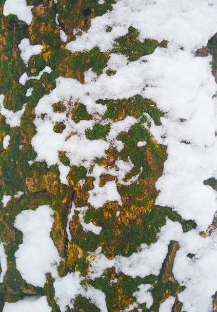 Φλοιός δέντρου καλυμμένος με λιωμένο χιόνι, φυσικό υπόβαθρο  - Φωτογραφία, εικόνα