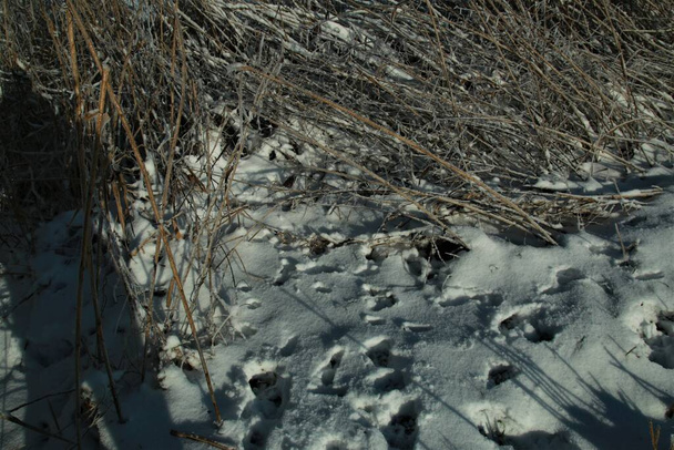 Közelkép állati nyomok mellett nád a hóban - Fotó, kép
