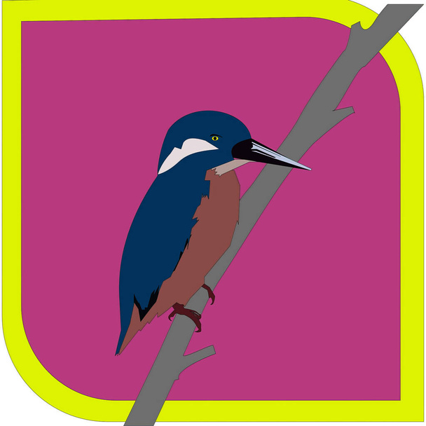  beautiful bird illustration Alcedo coerulescens perched on a branch - Vector, Image