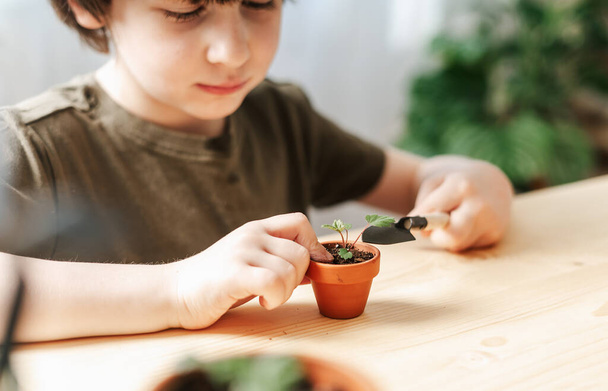 Дитячі садівники горщики рослина
 - Фото, зображення