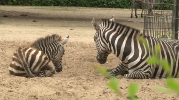 A herd of african zebras graze in Berlin zoo park - Footage, Video