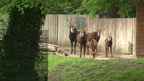 Una manada de cabras alpinas pastan en el parque zoológico de Berlín - Metraje, vídeo