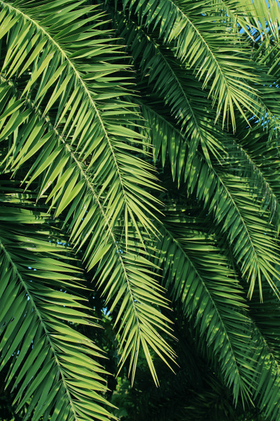 Palm trees leaves - Photo, Image