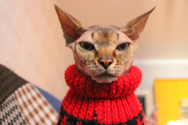 Retrato de um belo gato Sphynx canadense sério com olhos verdes em uma camisola de malha vermelha close-up. Roupas elegantes para nossos animais de estimação favoritos. Gato no ambiente doméstico. - Foto, Imagem