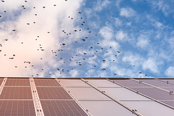 Aurinkopaneeli, aurinkoenergia valjastettu auringosta valtaan maapallon ja taustalla linnut - Valokuva, kuva