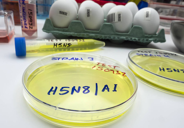 новий штам H5N8 авіаційного грипу, зараженого у людини, страва Петрі з зразками, концептуальне зображення
 - Фото, зображення