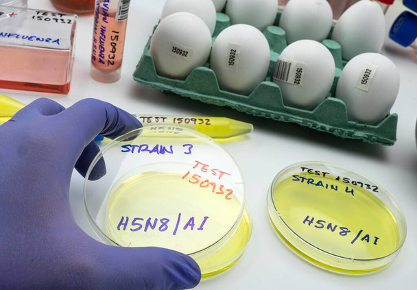 Neuer H5N8-Stamm der Vogelgrippe breitet sich beim Menschen aus, Wissenschaftler mit infiziertem Ei, Konzeptbild - Foto, Bild