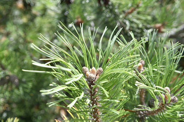 Pine branch. Conifer, pinecone tree, nature, - Photo, Image