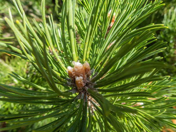 Gałąź sosny. Conifer, pinecone drzewo, natura, - Zdjęcie, obraz