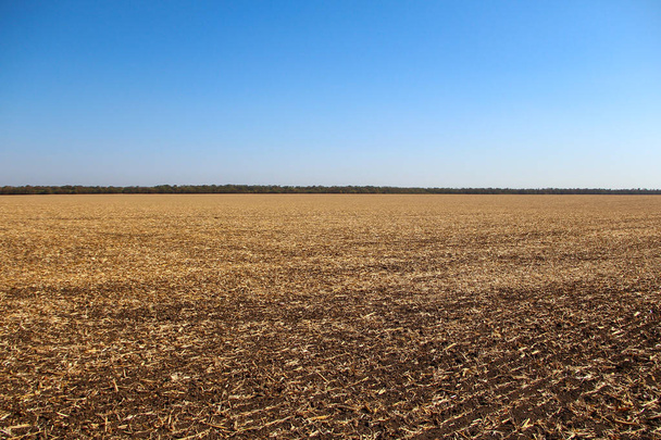 Szántóföld a kukorica maradványaival - Fotó, kép