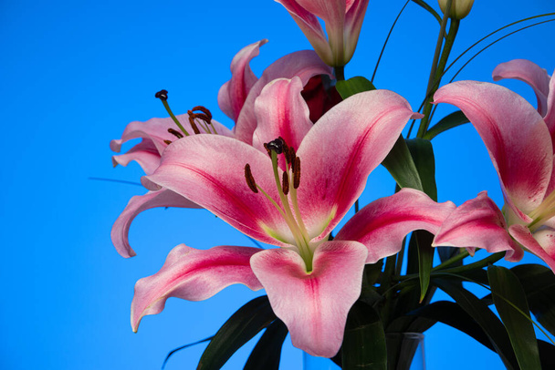 Pink blooming Lilium flower with pistils macro close up studio shot isolated on blue. - Photo, Image