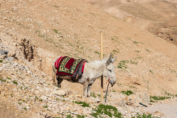 Ένας γάιδαρος σε μια γιορτινή κουβέρτα στα αμμώδη βουνά της ερήμου της Ιουδαίας. Ισραήλ - Φωτογραφία, εικόνα