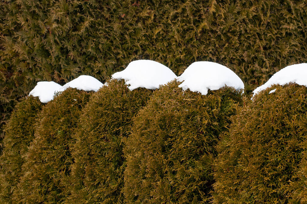a hedge of northern white cedars in winter with snow caps - Photo, Image